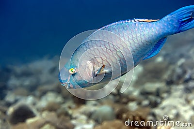 Tropical fish Parrotfish. Stock Photo