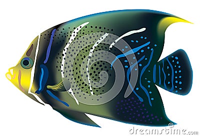 Tropical fish Pomacanthus semicirculatus. Vector Illustration