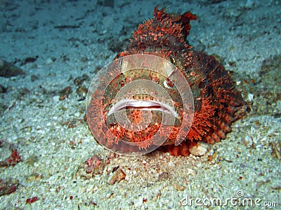 Tropical fish scorpionfish Stock Photo