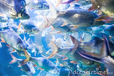 Tropical fish in sea Stock Photo