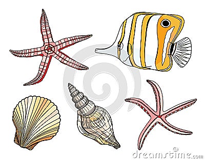 Tropical fish, seashell and starfish vector set. Hand drawn tropical underwater marine elements. Cartoon Copperband Vector Illustration