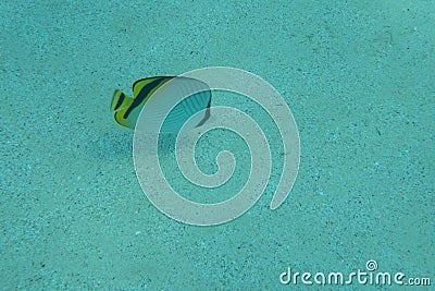 Tropical fish shoal of colorful Pacific butterflyfish underwater Stock Photo