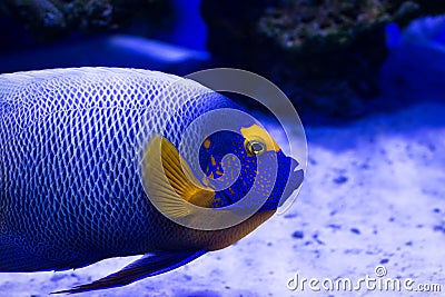 Tropical fish swims near coral reef Stock Photo