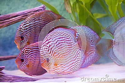 tropical fish of the Symphysodon discus spieces Stock Photo