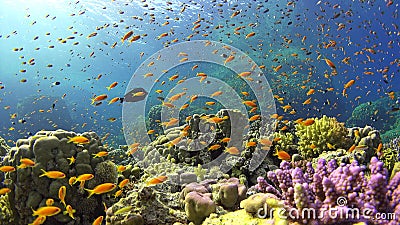 Tropical Fish on Vibrant Coral Reef Stock Photo