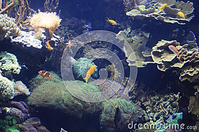 Different coloured fishes Stock Photo