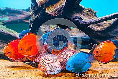 Tropical fishes Stock Photo