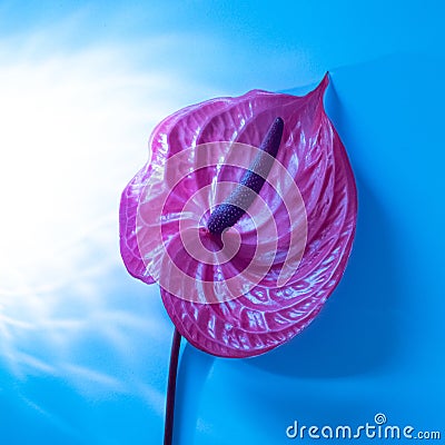 Tropical flamingo flower lilac anthurium on a blue shining background. top view. beautiful shadows Stock Photo