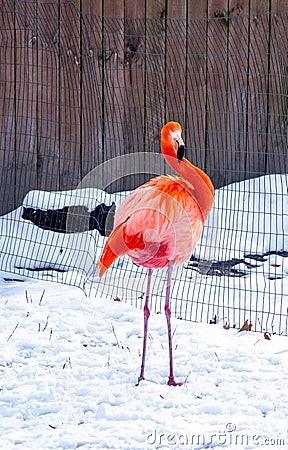 Tropical flamingo in the snow Stock Photo