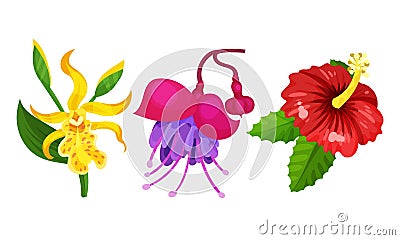 Tropical Flora with Hibiscus Flower on Stem Vector Set Vector Illustration