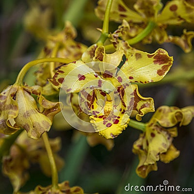 Tropical flower at Amboro national parc. Stock Photo