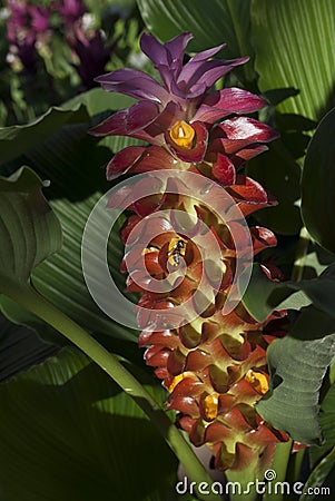 Tropical flower with bee Stock Photo