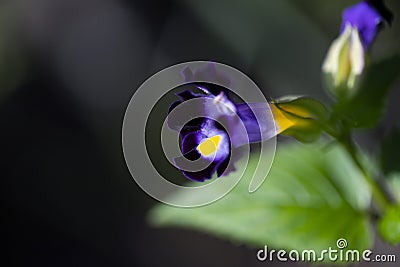 Tropical flower closeup photo with blurred background. Velvet purple flower with green leaf. Summer garden detail. Stock Photo