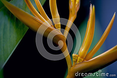 Tropical flower closeup photo with blurry background. Exotic plant with yellow flower. Summer garden detail. Stock Photo