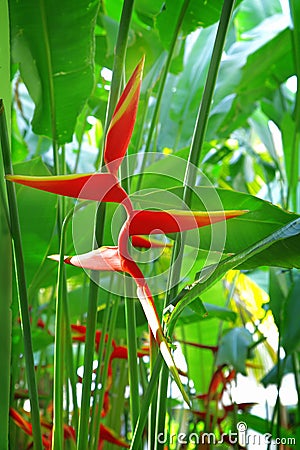 Tropical flower Heliconia Stock Photo