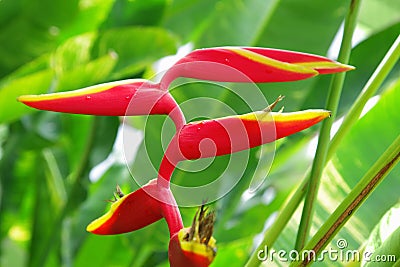 Tropical flower Heliconia Stock Photo