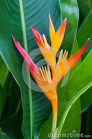 Tropical Flower Heliconia Stock Photo