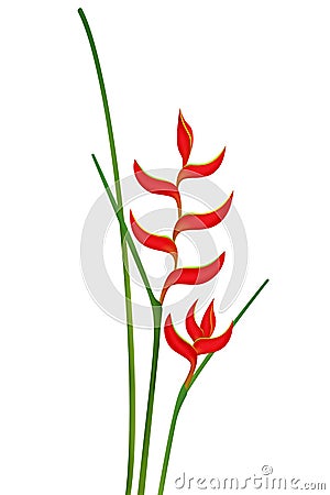 Tropical flower Heliconia isolated Stock Photo