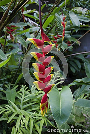 Tropical Flower: Heliconia Rostrata, Lobster Claw Stock Photo