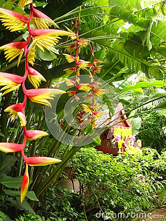 tropical flowers bird of paradise thailand Stock Photo