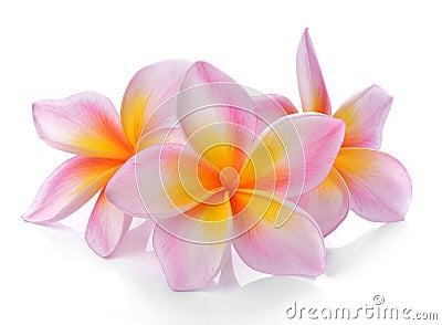 Tropical flowers frangipani (plumeria) isolated on white background. Stock Photo