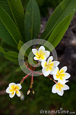 Tropical flowers frangipani (plumeria) on green background Stock Photo