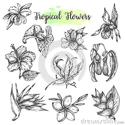 Tropical flowers Hand drawn bird of paradise flower, hibiscus, frangipani. Floral tropic set. Vector illustration Vector Illustration