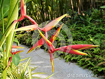 Tropical flowers, Lobster claws, Heliconia irrasa Red/Yellow Stock Photo