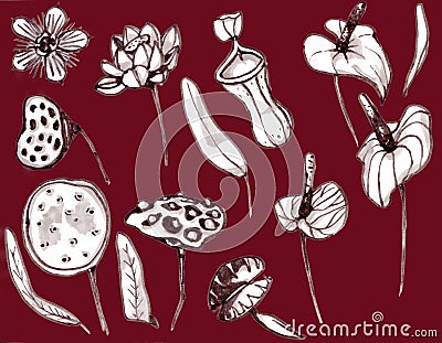 Tropical flowers monohrome sketch collection. Hand drawn illustrations set of exotic flowering plants - otus, calla Cartoon Illustration