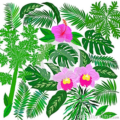 Tropical flowers and plants set Vector Illustration