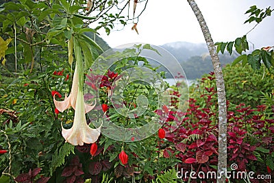 Tropical flowers in the Philippines Stock Photo