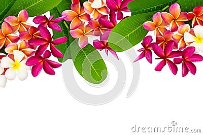 Tropical Flowers Plumeria Frangepani Stock Photo