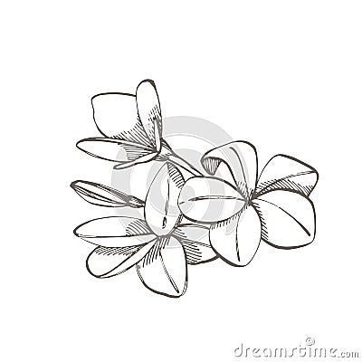 Tropical flowers plumeria. Vector illustration. Engraved jungle leaves. Vector Illustration