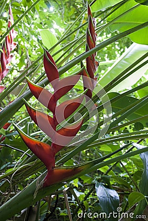 Tropical Flowers: Red Heliconia (Bihai) Stock Photo