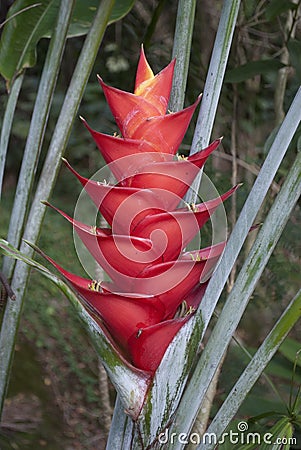 Tropical Flowers: Red Heliconia Stock Photo