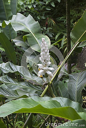 Tropical Flowers: White Shell Ginger Stock Photo