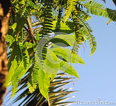 Tropical Foliage Stock Photo