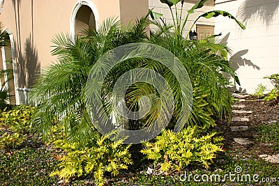 Tropical Foliage Stock Photo