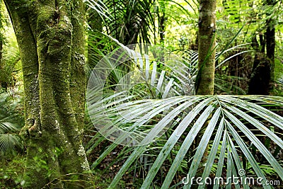 Tropical forest Stock Photo