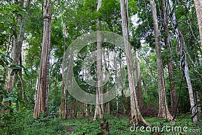 Tropical forest Stock Photo