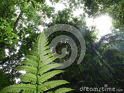 Tropical forest Stock Photo