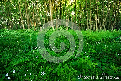 Tropical forest Stock Photo