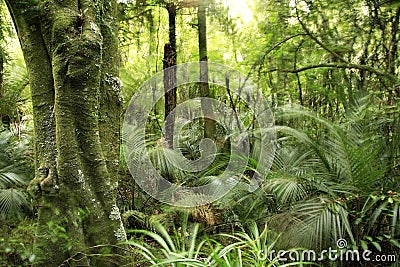 Tropical Forest Stock Photo