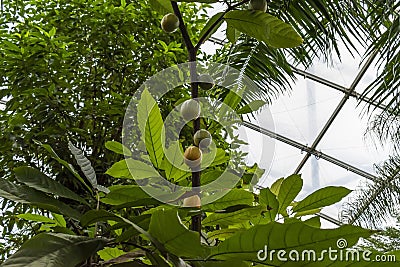 Tropical Forest inside a greenhouse representing Gondwanaland Stock Photo