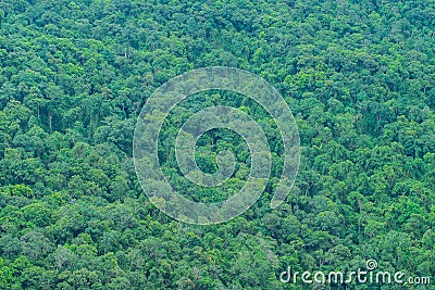 Tropical forest on a mountain slope. Stock Photo