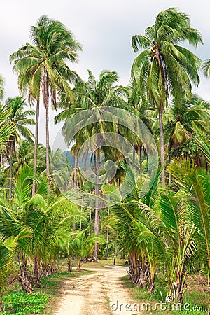 tropical forest path palm trees and mountains Koh Chang island in Thailand travel and tourism in Asia Stock Photo