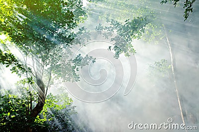 Tropical forest sunbeam Stock Photo