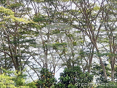 Tropical forest trees, Springleaf Park Connector, Singapore Stock Photo