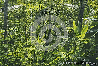 Tropical forest view in Asian country , green nature texture, jungle view background Stock Photo