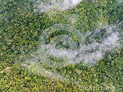 Tropical forests can absorb large amounts of carbon dioxide from the atmosphere Stock Photo
